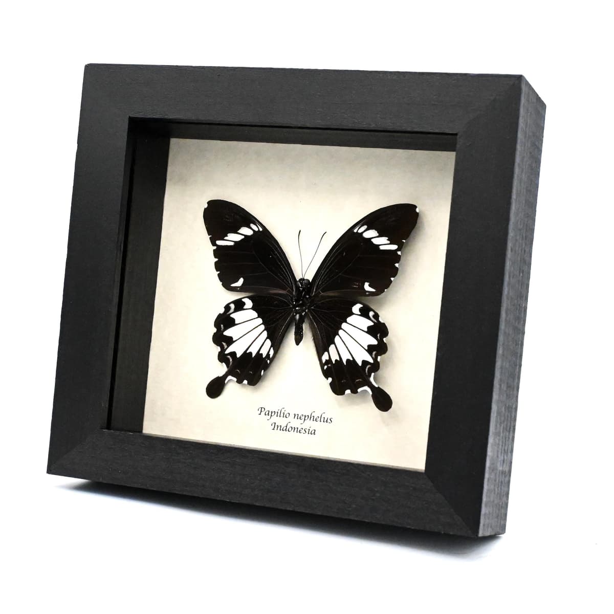 Real black Swallowtail butterfly framed taxidermy - Papilio nephelus