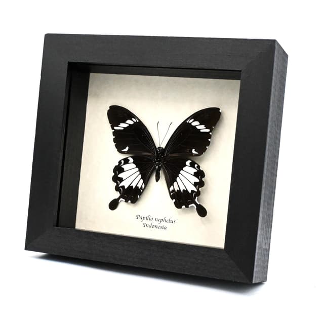 Real black Swallowtail butterfly framed taxidermy - Papilio nephelus