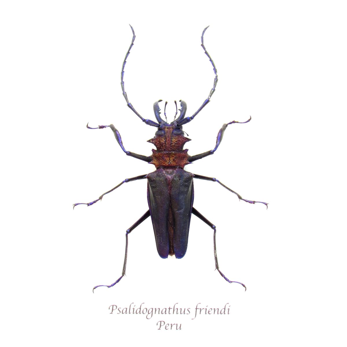 Rare deep purple Longhorn beetle framed taxidermy - Psalidognathus friendi