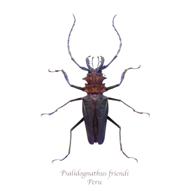 Rare deep purple Longhorn beetle framed taxidermy - Psalidognathus friendi