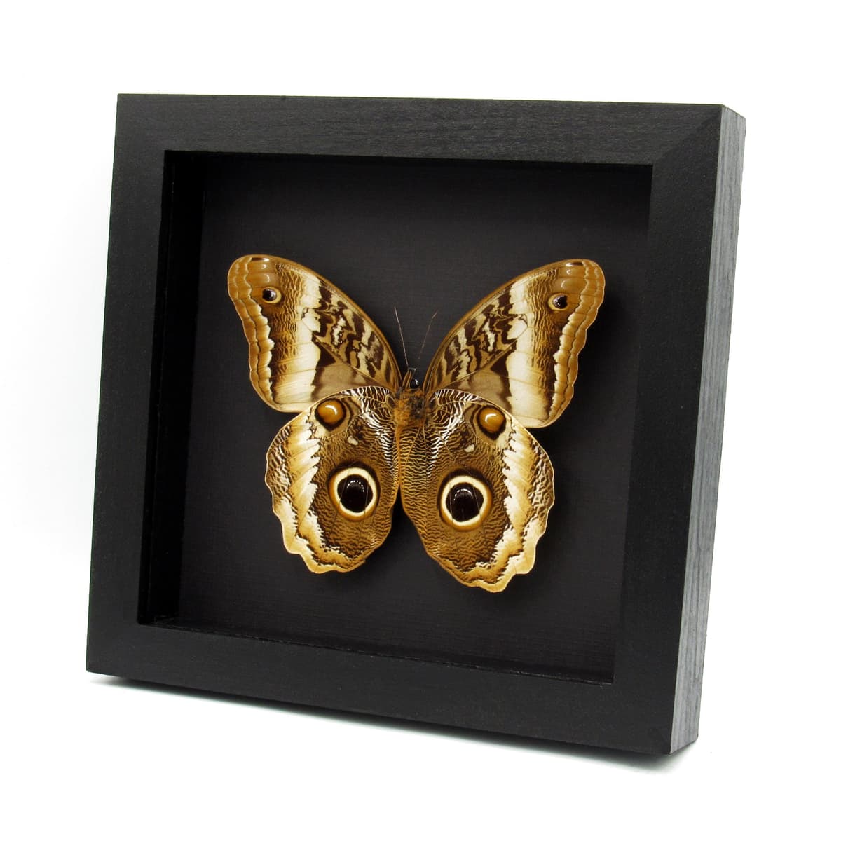 Real XL Golden Owl butterfly framed taxidermy - Caligo atreus - Giant female
