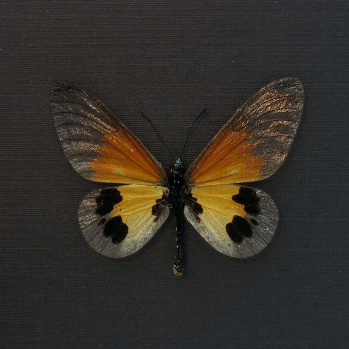 Real African Glasswing butterfly framed taxidermy - Acraea species