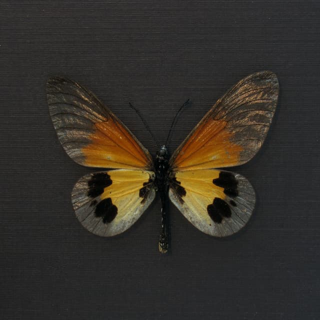 Real African Glasswing butterfly framed taxidermy - Acraea species