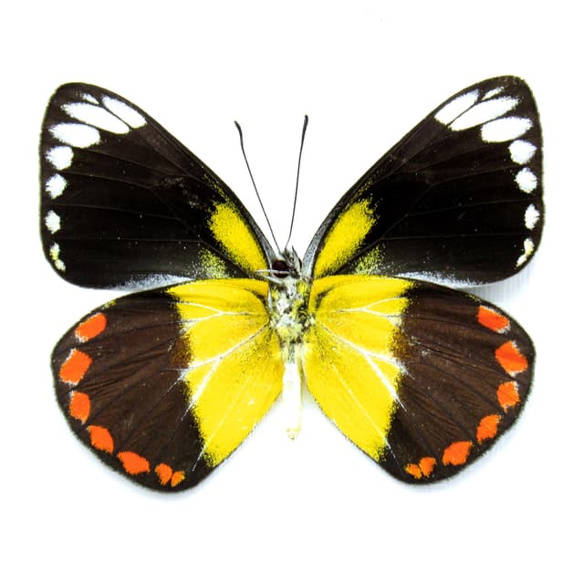 Rare yellow Delias butterfly framed taxidermy - Delias lemoulti - female