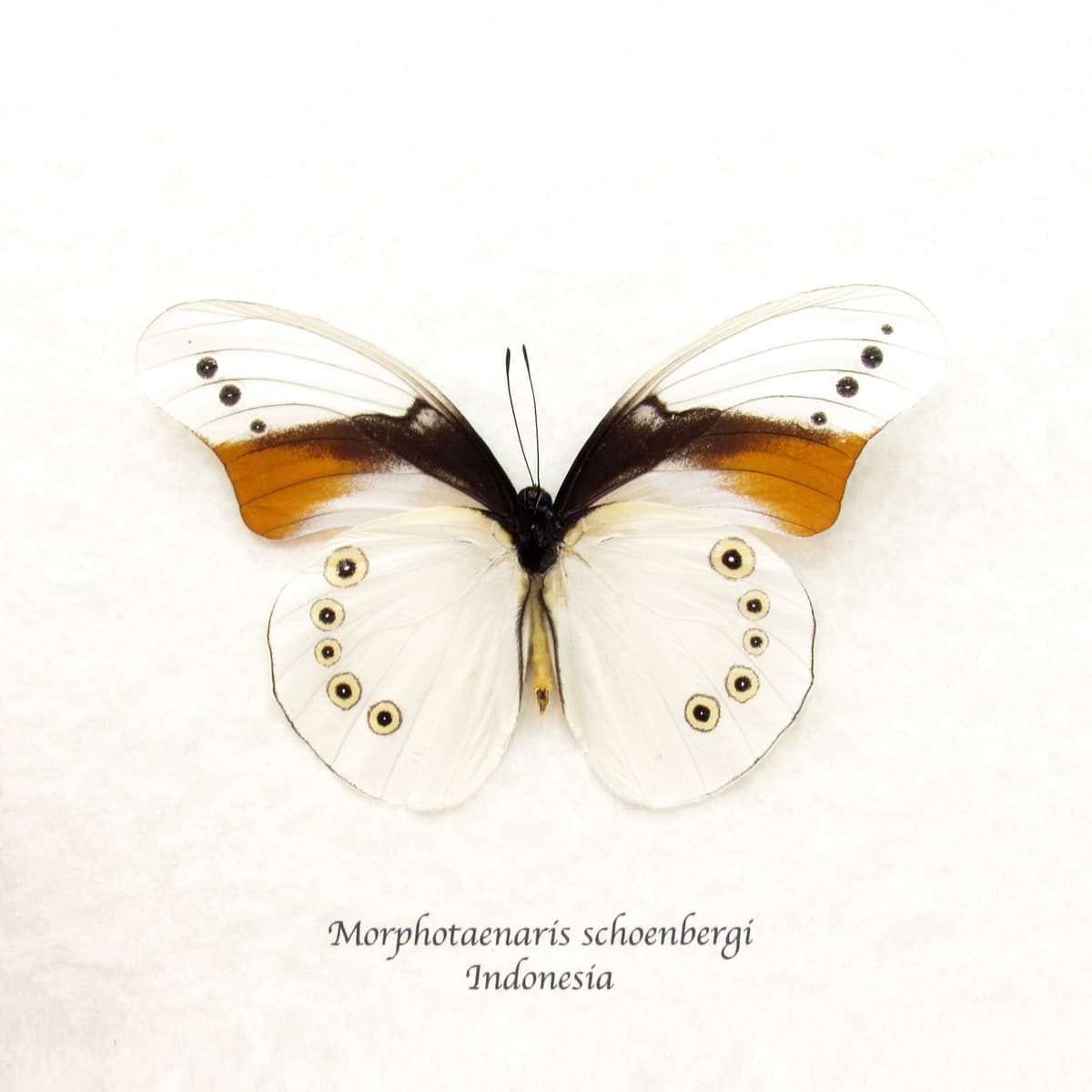 Rare white butterfly framed taxidermy - Morphotaenaris schoenbergi