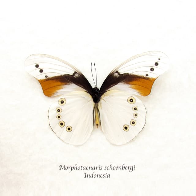 Rare white butterfly framed taxidermy - Morphotaenaris schoenbergi