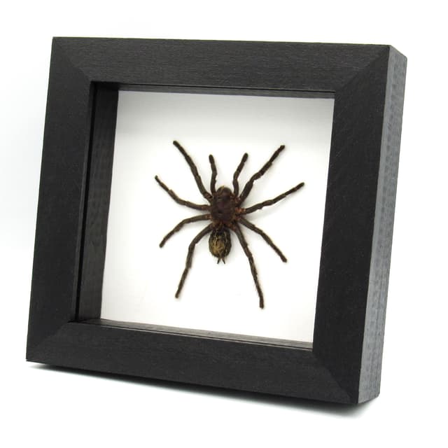 Real hairy Tarantula framed taxidermy - Hapalotremus carabaya
