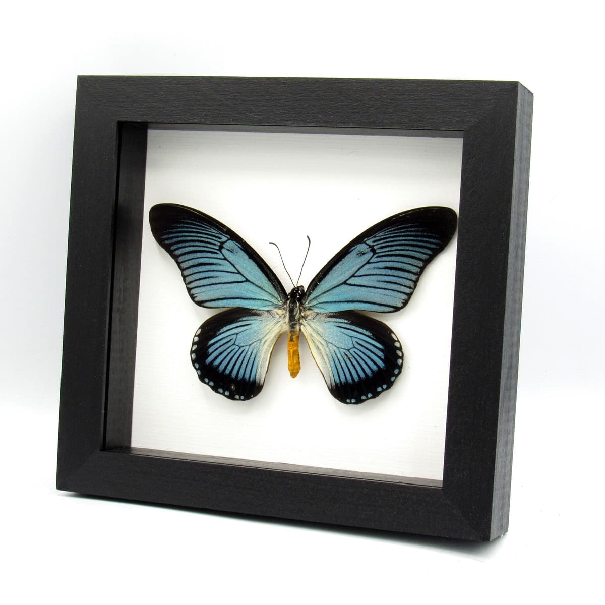 Real Giant Blue Swallowtail butterfly framed taxidermy - Papilio zalmoxis