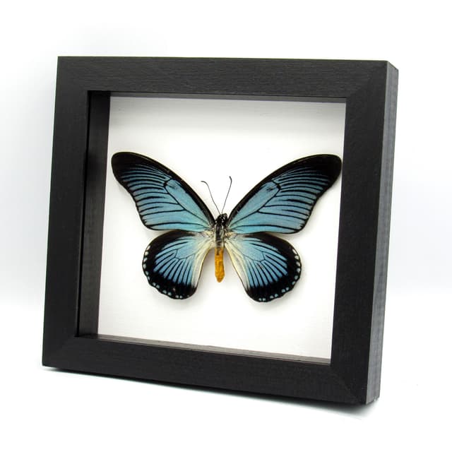 Real Giant Blue Swallowtail butterfly framed taxidermy - Papilio zalmoxis