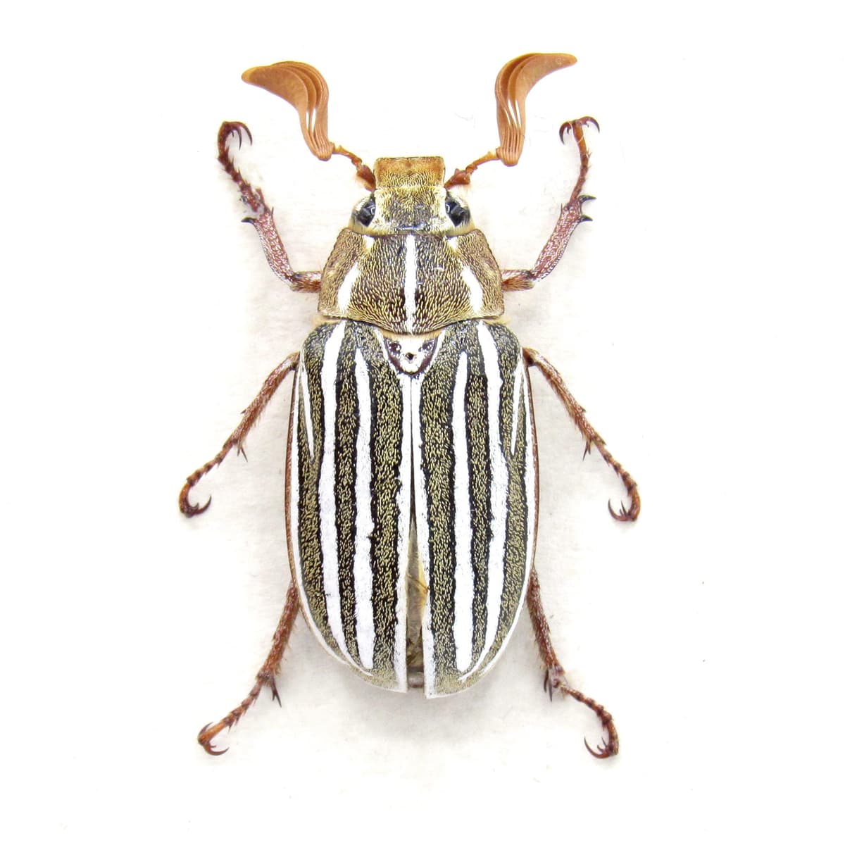 Real Ten-lined June Beetle framed taxidermy - Polyphylla decemlineata