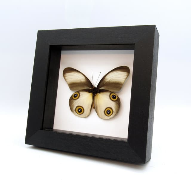 Real Owl butterfly framed taxidermy - Taenaris artemis - light form