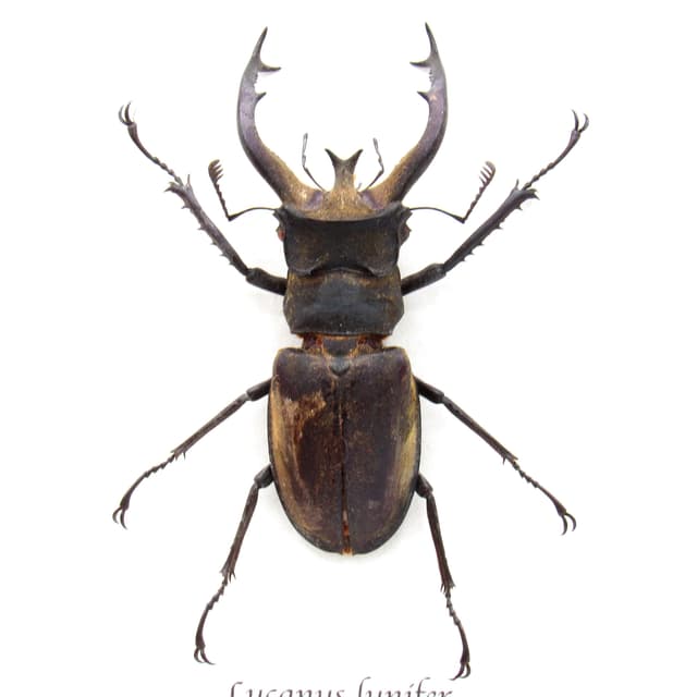Real Stag beetle framed taxidermy - Lucanus lunifer - large size