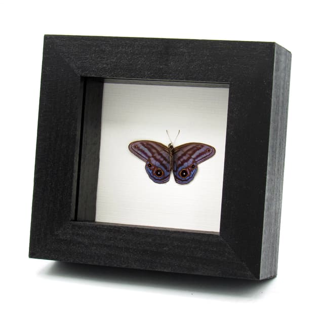 Rare purple Metalmark butterfly framed taxidermy - Chloreuptychia agatha - Victorian mount