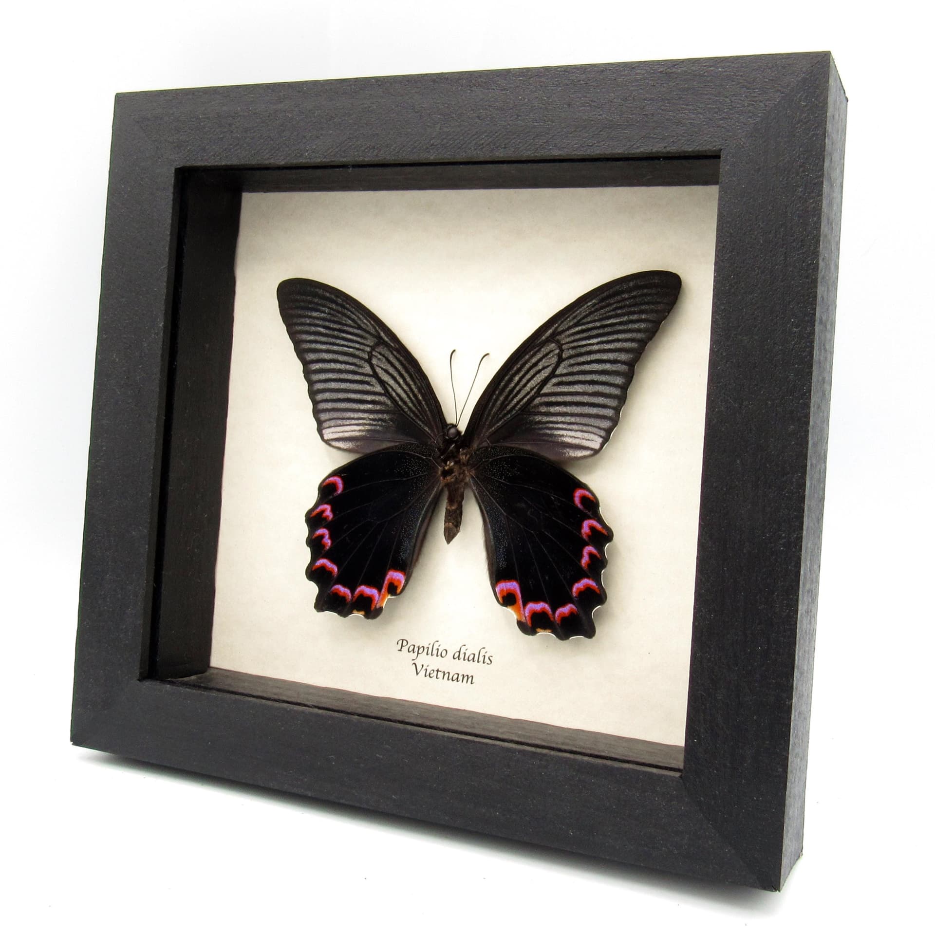 Real Giant Peacock Swallowtail butterfly framed taxidermy - Papilio dialis