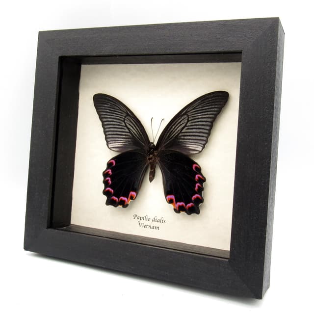 Real Giant Peacock Swallowtail butterfly framed taxidermy - Papilio dialis