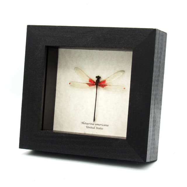 Real red American Rubyspot Damselfly framed taxidermy - Hetaerina americana