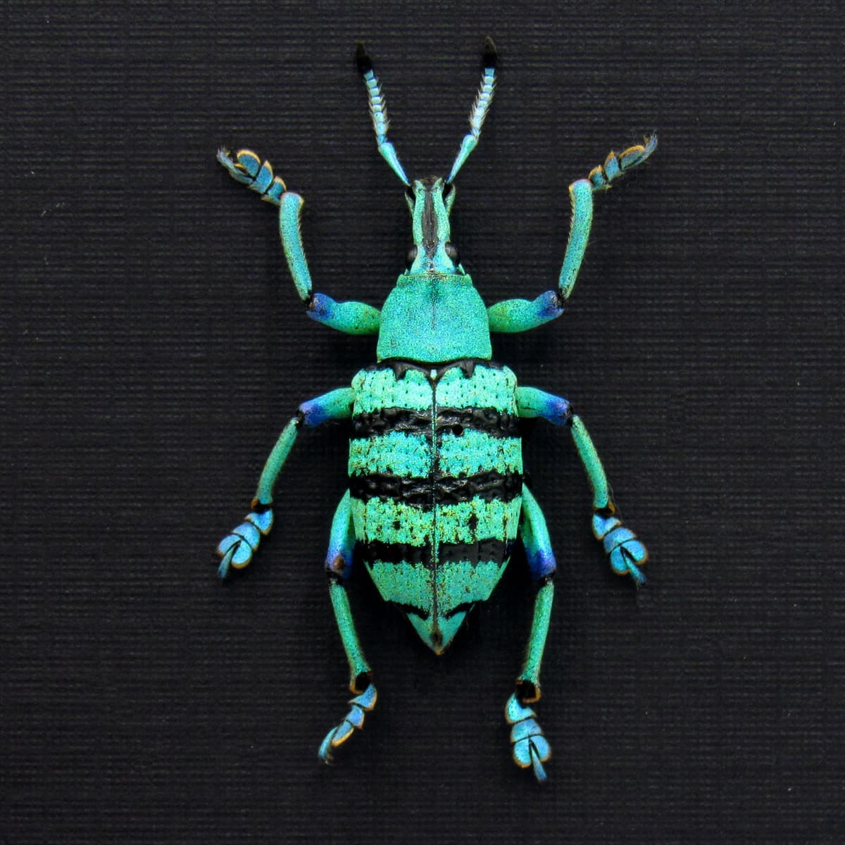 Real glitter Weevil framed taxidermy - Eupholus schoenherrii petiti