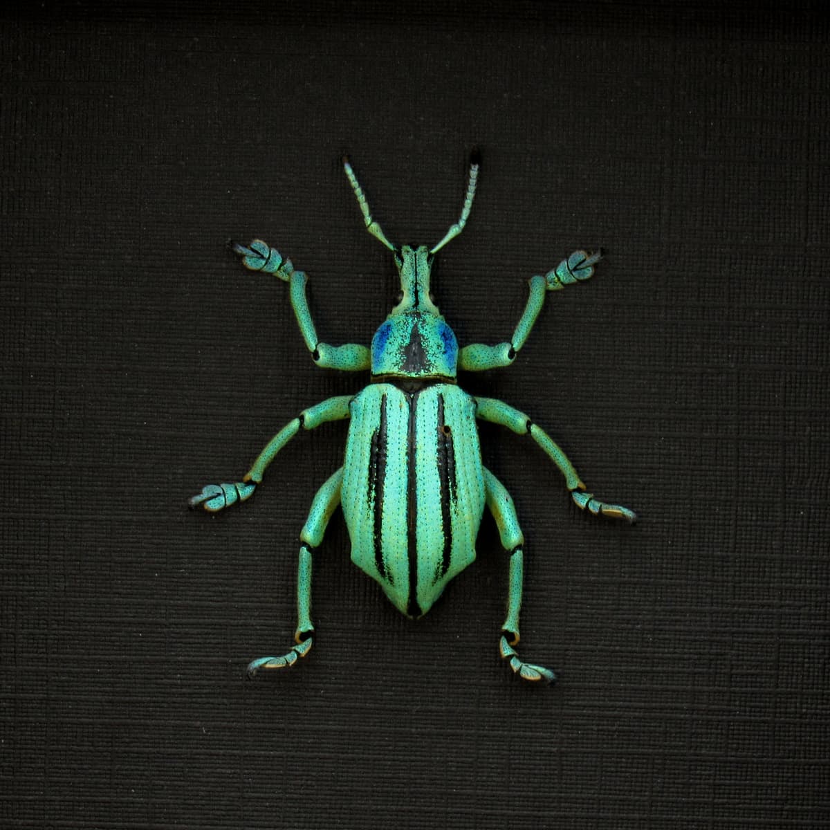 Real glitter beetle framed taxidermy - Eupholus cuvieri