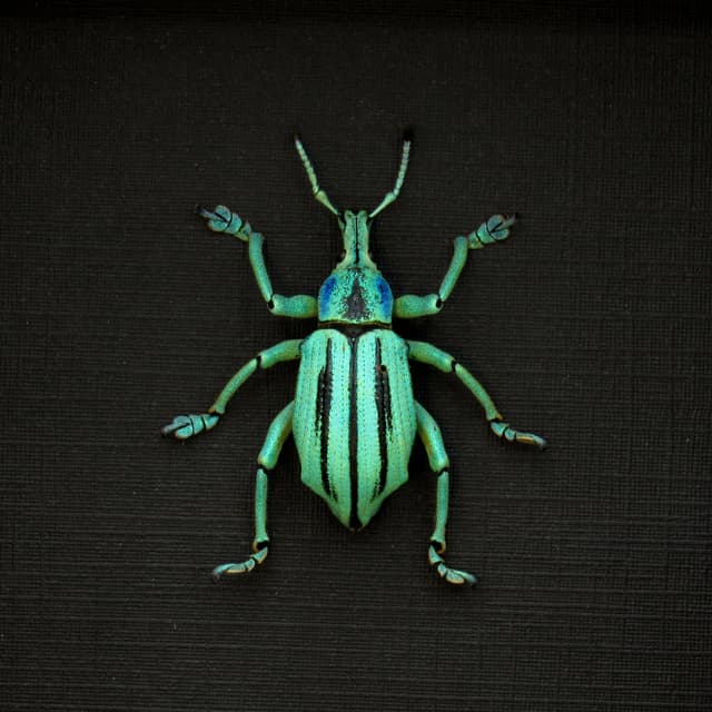 Real glitter beetle framed taxidermy - Eupholus cuvieri