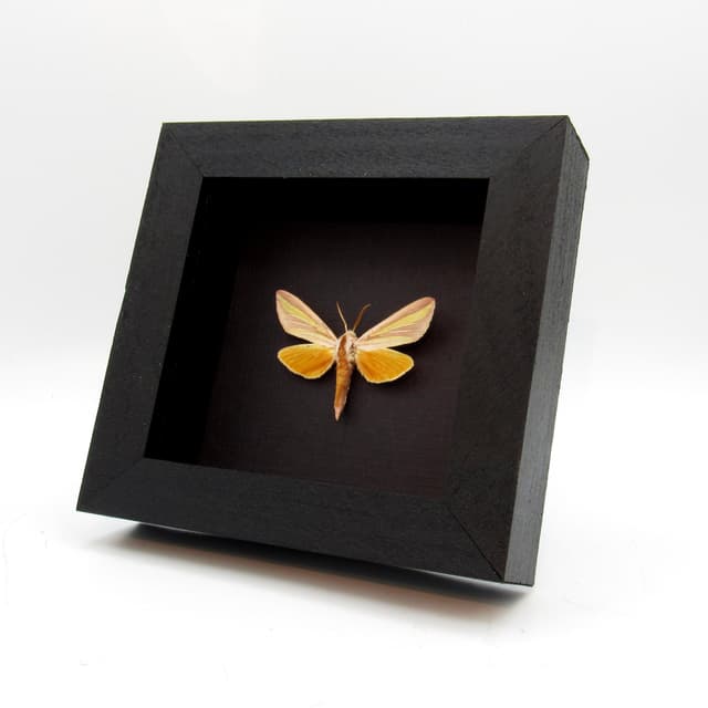 Rare pink Candy-striped Hawk moth framed taxidermy - Leucophlebia lineata