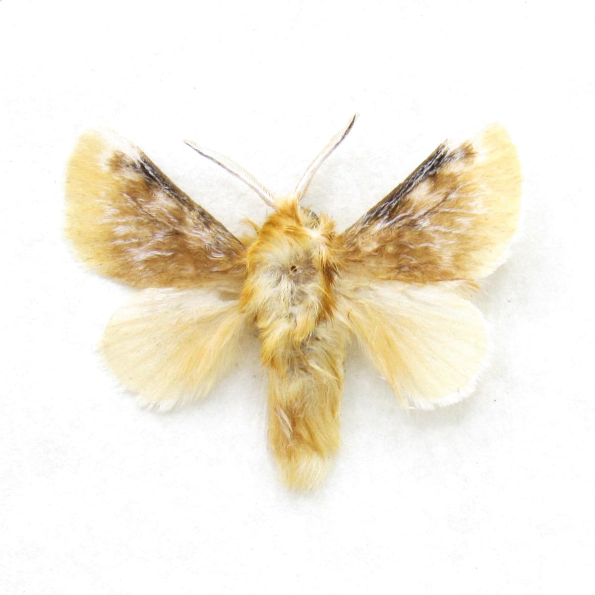 Real tiny Southern Flannel moth framed taxidermy - Megalopyge opercularis