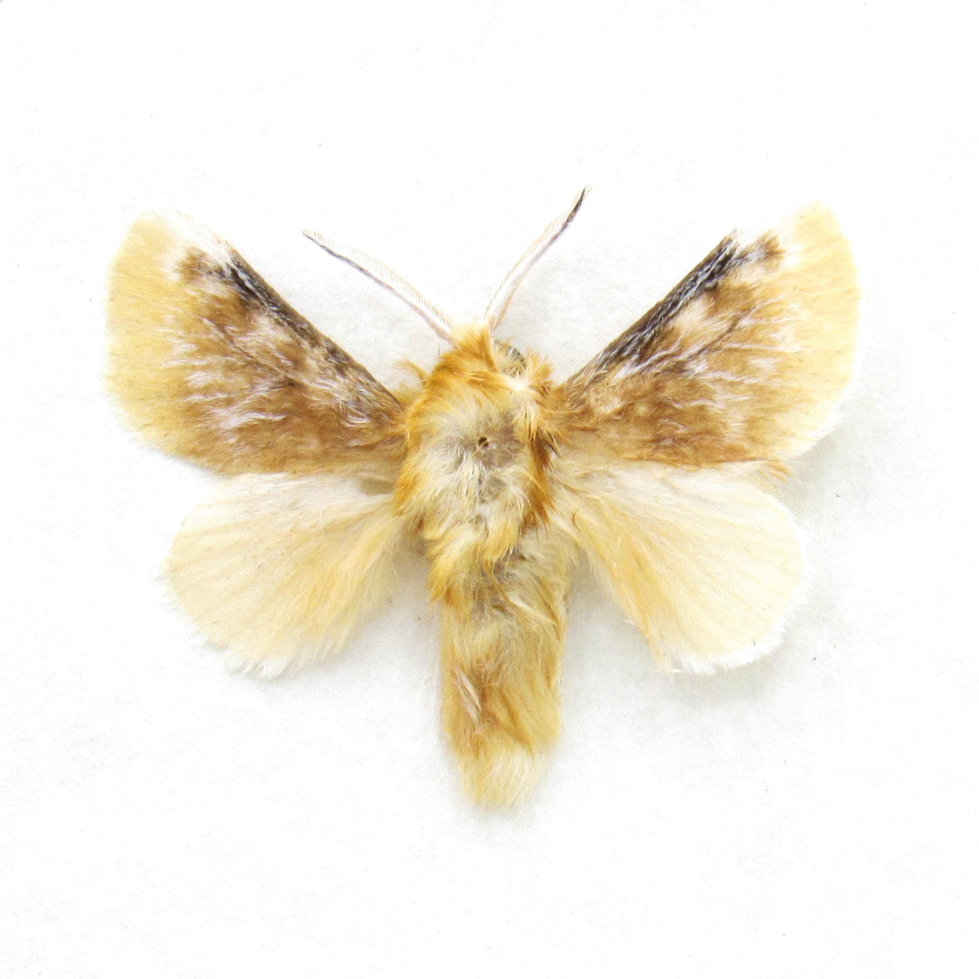 Real tiny Southern Flannel moth framed taxidermy - Megalopyge opercularis
