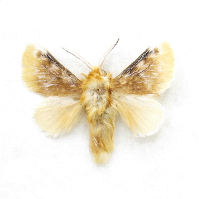 Real tiny Southern Flannel moth framed taxidermy - Megalopyge opercularis