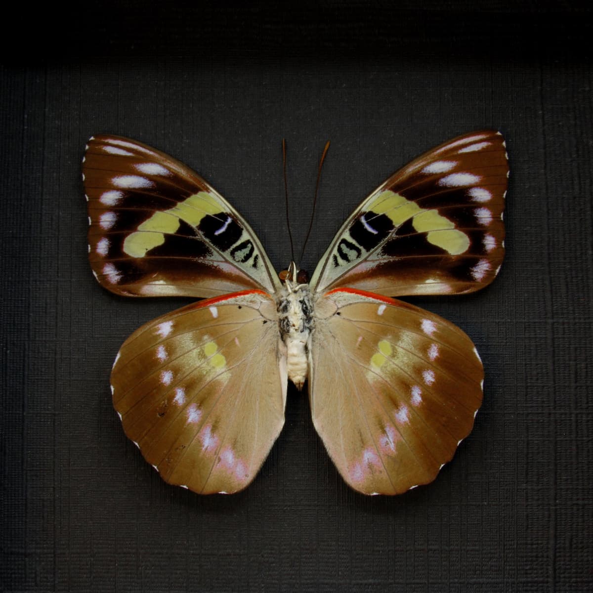 Rare butterfly framed taxidermy - Euthaliopsis aetion philomena - large female