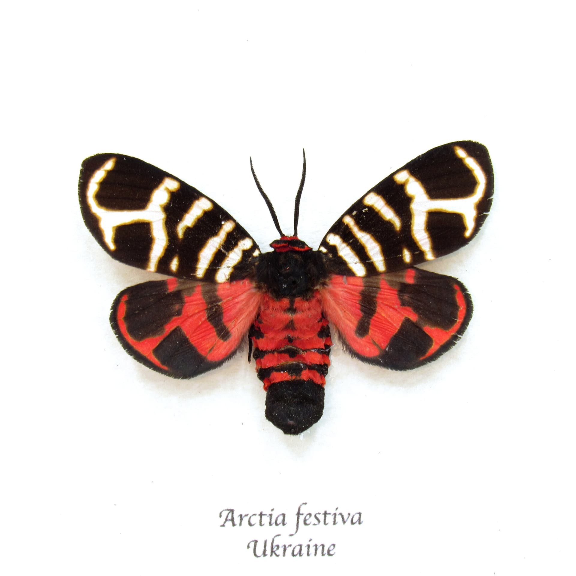 Real tiger moth framed taxidermy - Arctia festiva - large female