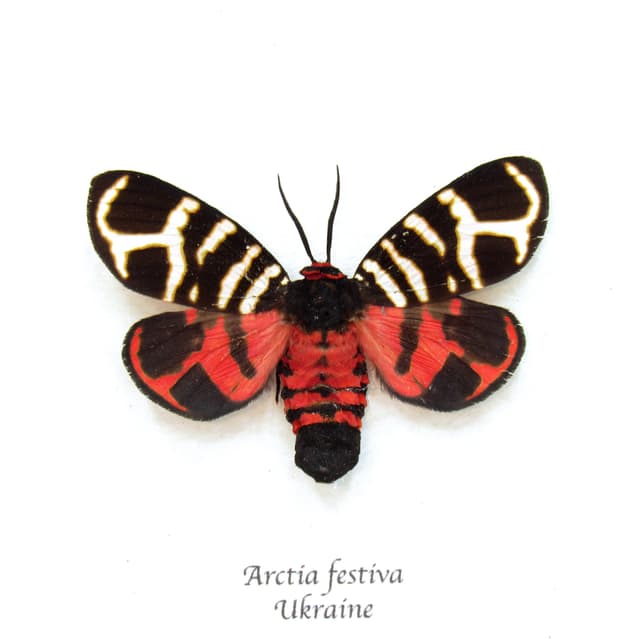Real tiger moth framed taxidermy - Arctia festiva - large female