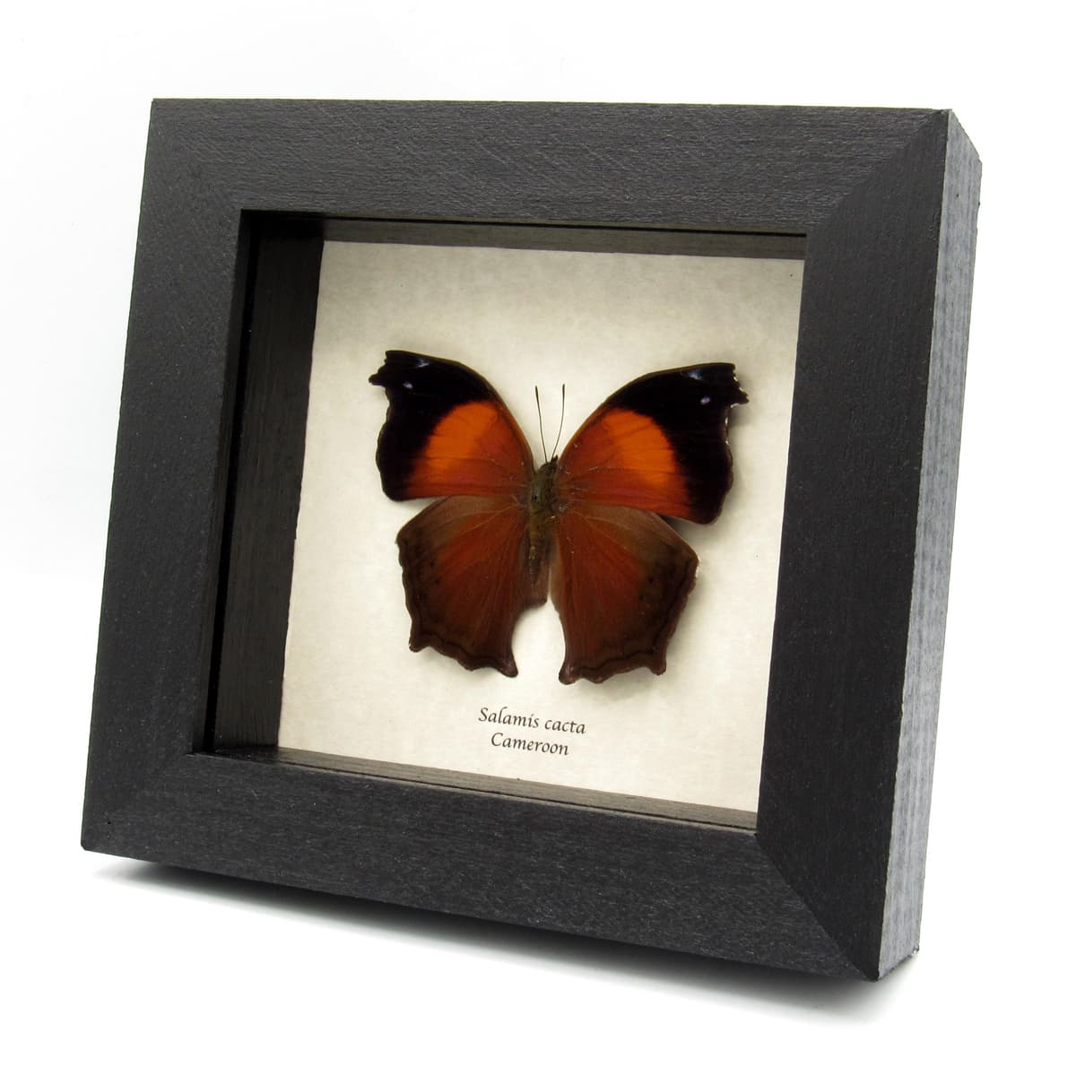Real Lilac Mother of Pearl butterfly framed taxidermy - Salamis cacta
