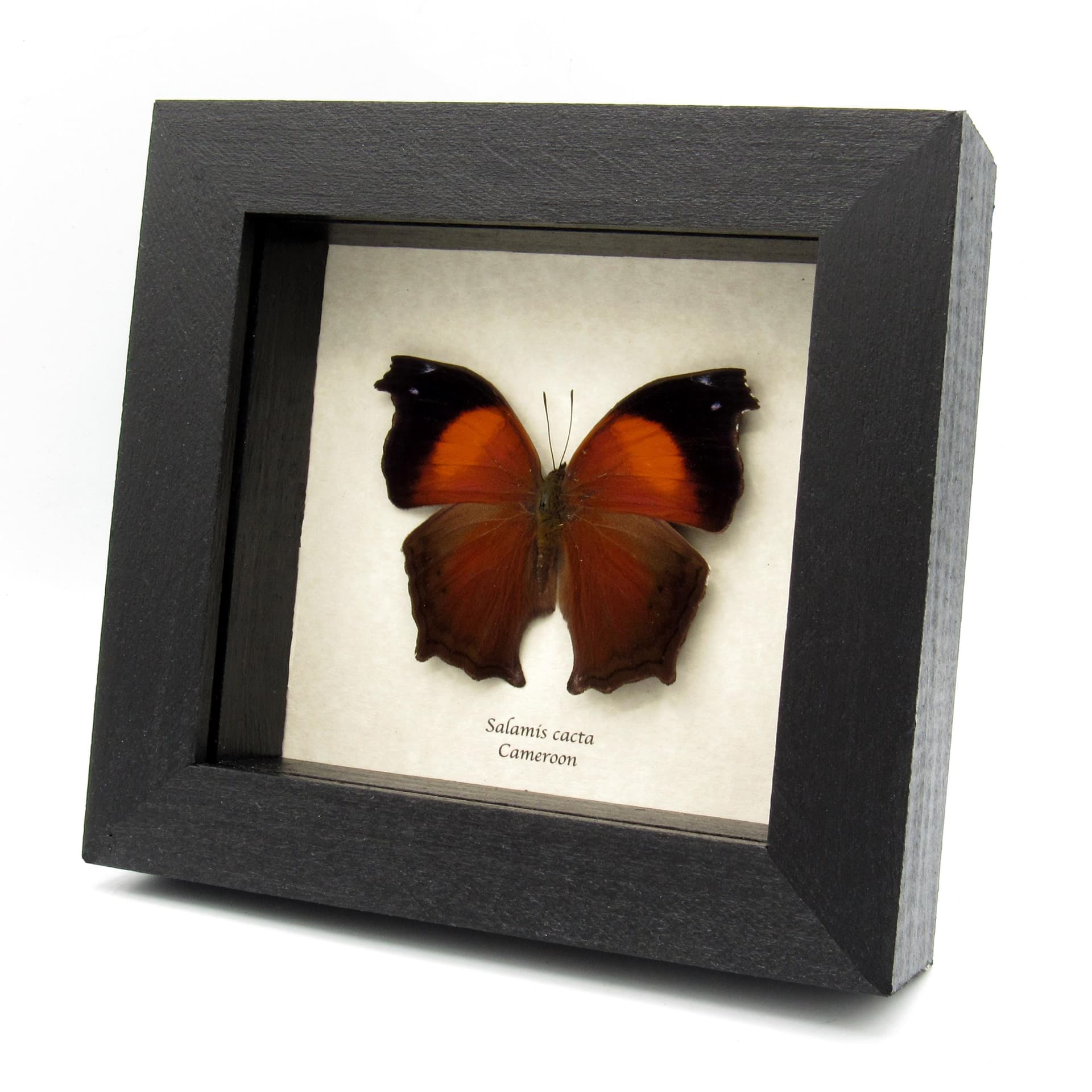 Real Lilac Mother of Pearl butterfly framed taxidermy - Salamis cacta