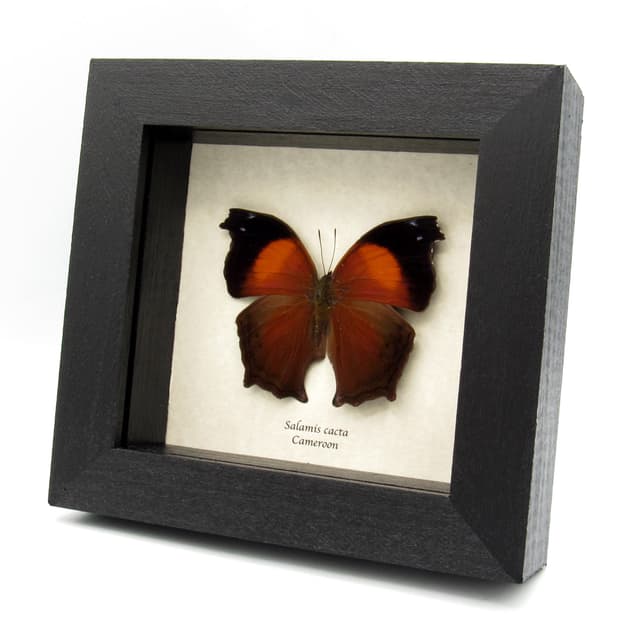 Real Lilac Mother of Pearl butterfly framed taxidermy - Salamis cacta