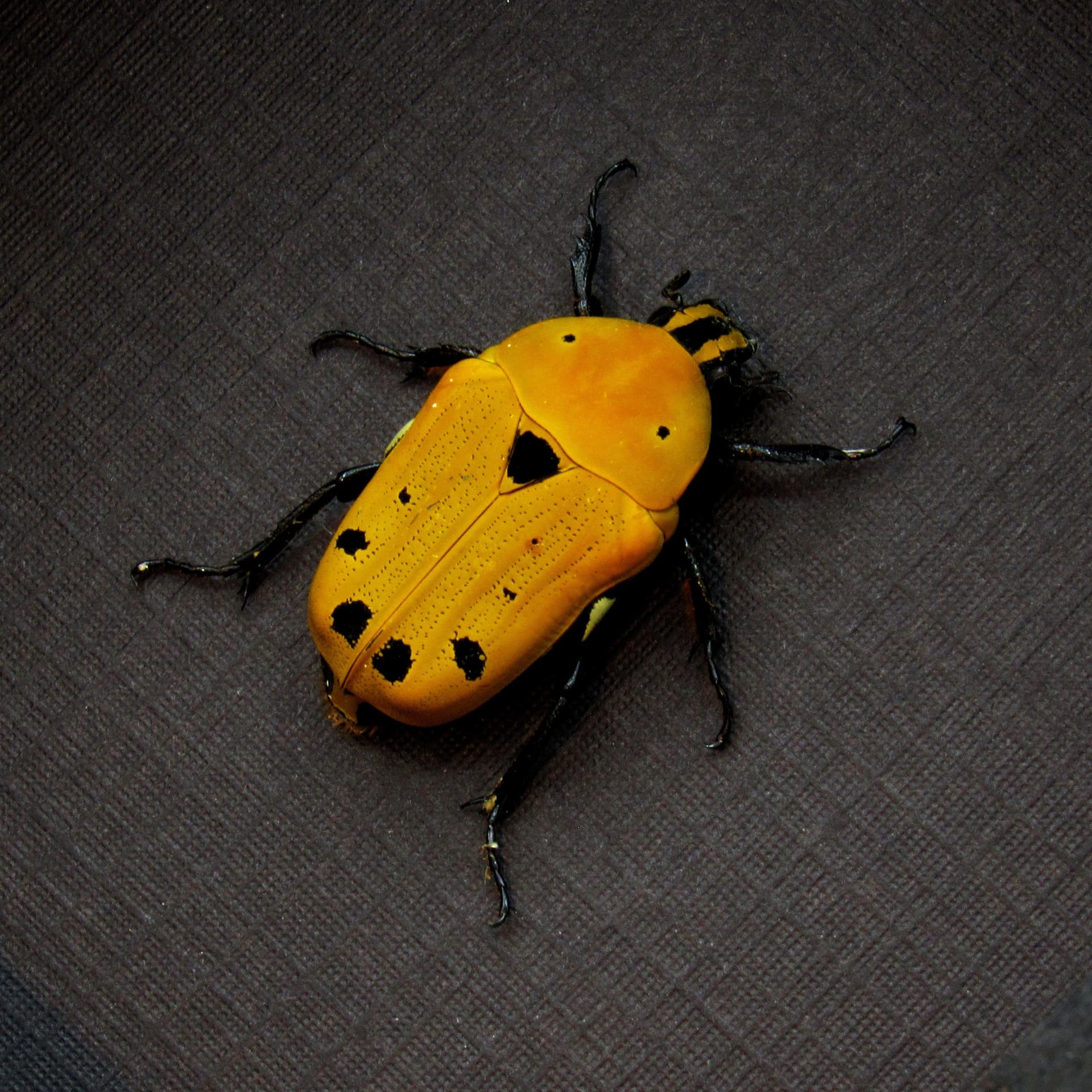 Real yellow African Scarab beetle framed taxidermy - Euchroea auripigmenta