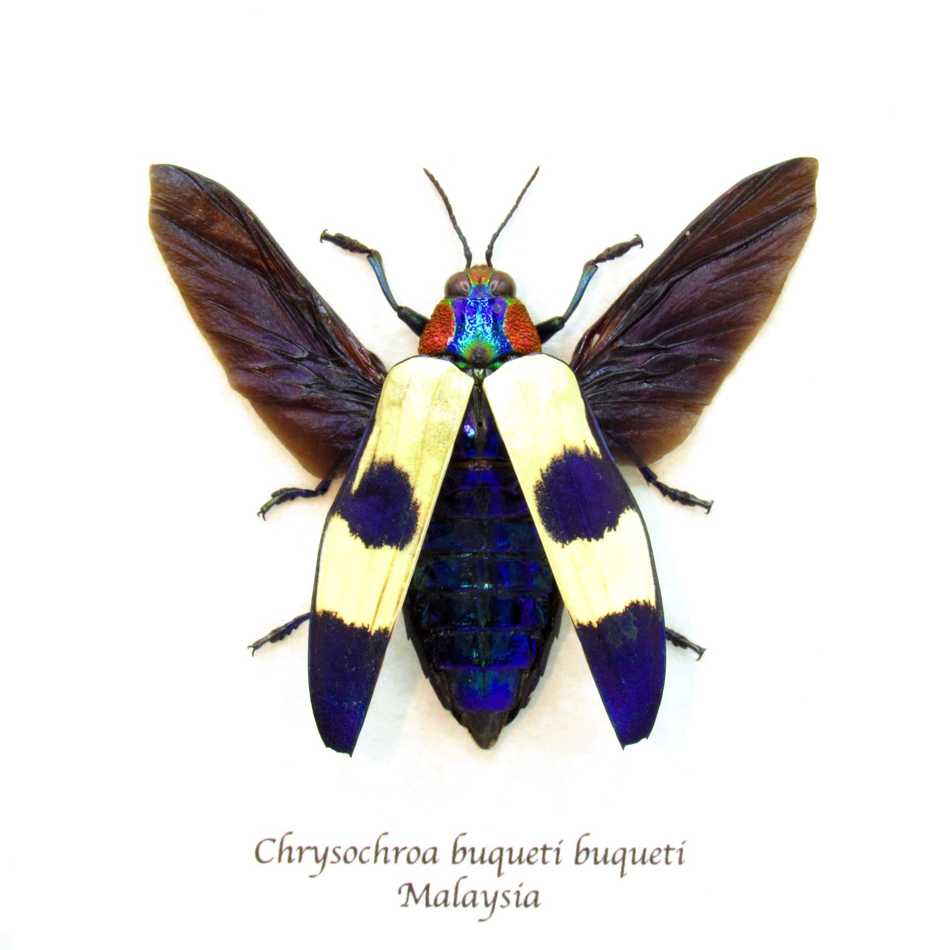 Real metallic purple beetle framed taxidermy - Chrysochroa buqueti buqueti