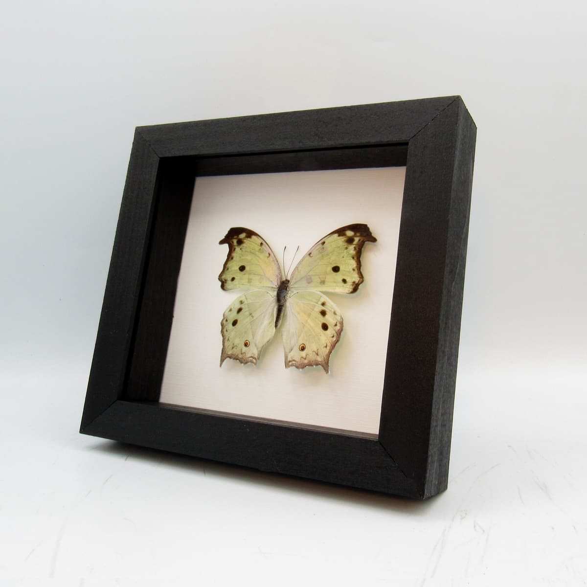 Mother of Pearl framed taxidermy butterfly - Salamis parhassus