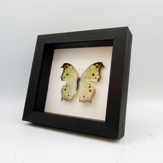 Mother of Pearl framed taxidermy butterfly - Salamis parhassus
