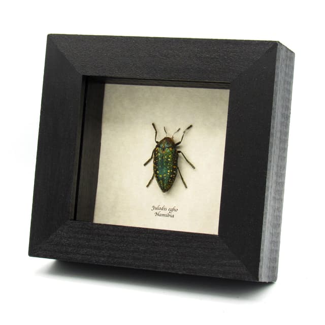 Real metallic green Jewel beetle framed taxidermy - Julodis egho