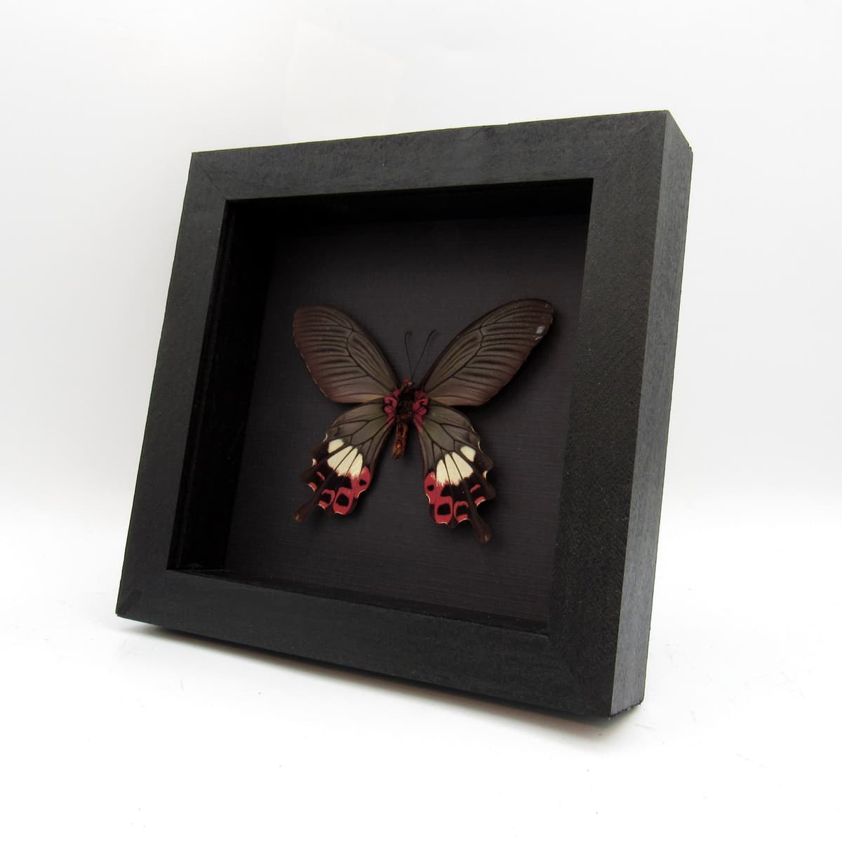 Rare Tailed Redbreast butterfly framed taxidermy - Papilio bootes