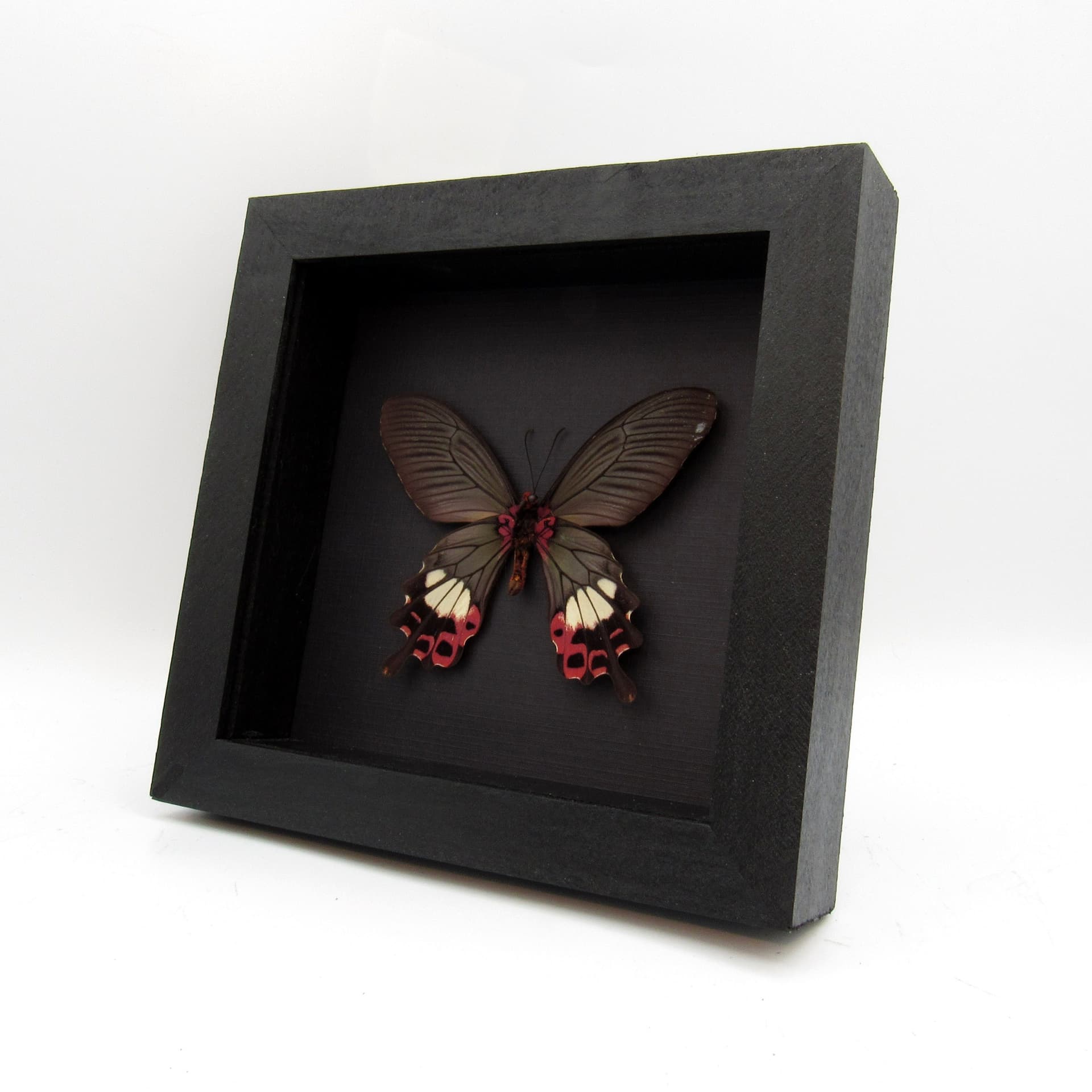 Rare Tailed Redbreast butterfly framed taxidermy - Papilio bootes