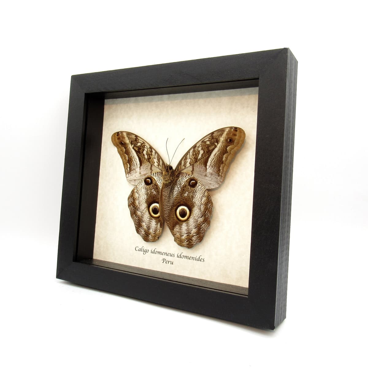 Real Giant Owl butterfly framed taxidermy - Caligo idomeneus idomenides
