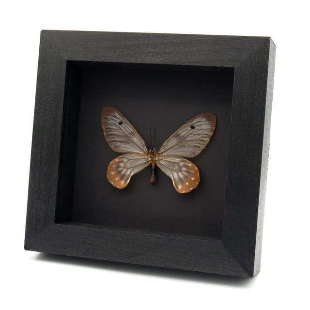 Real Clearwing Swallowtail butterfly framed taxidermy - Cressida cressida - large female