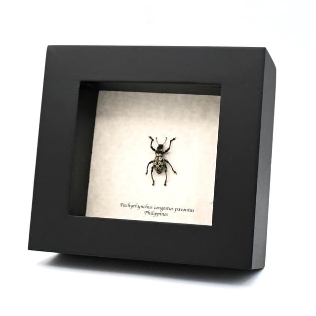 Real gold ringed weevil beetle framed specimen - Pachyrhynchus congestus pavonius