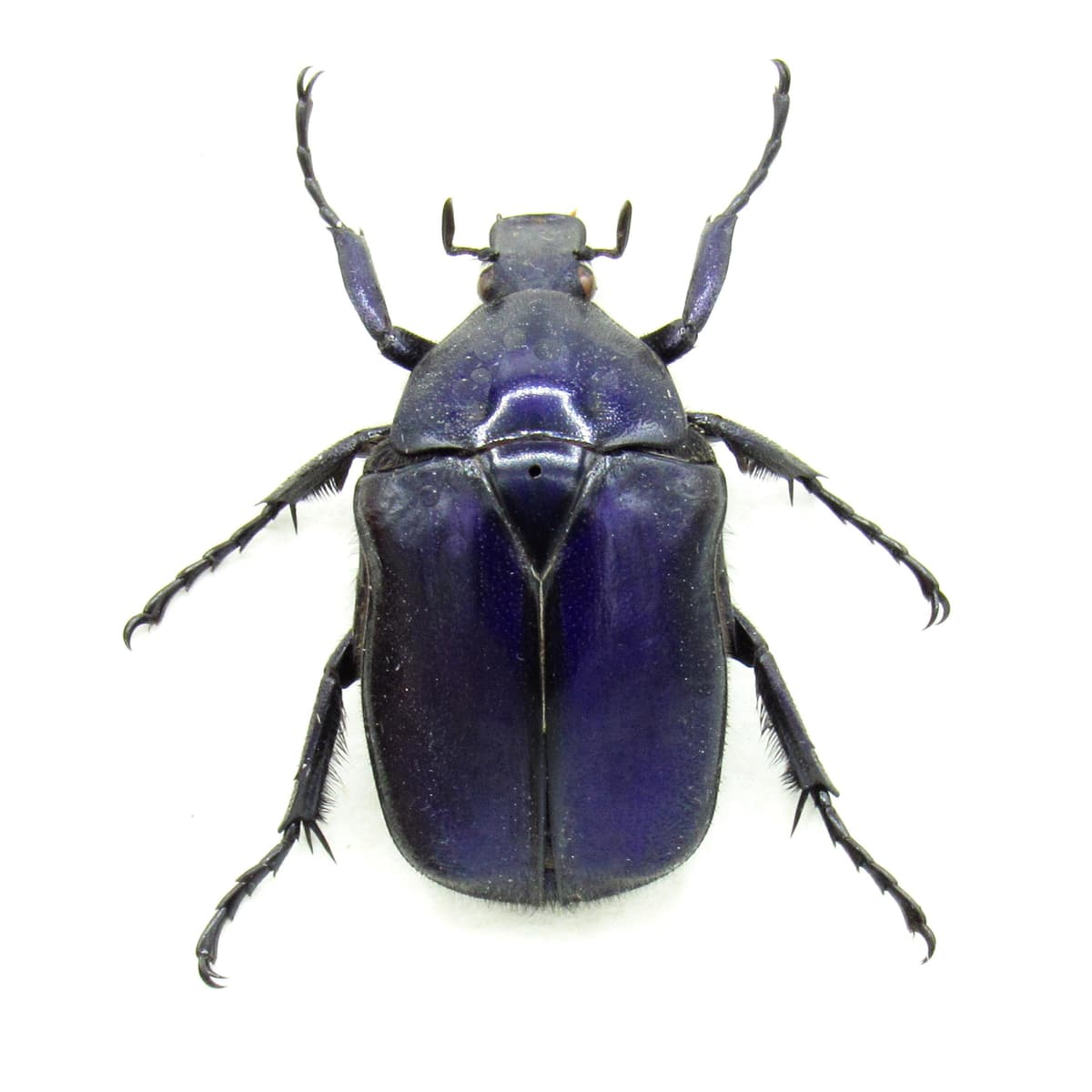 Real purple Scarab beetle framed taxidermy - Torynorrhina flammea
