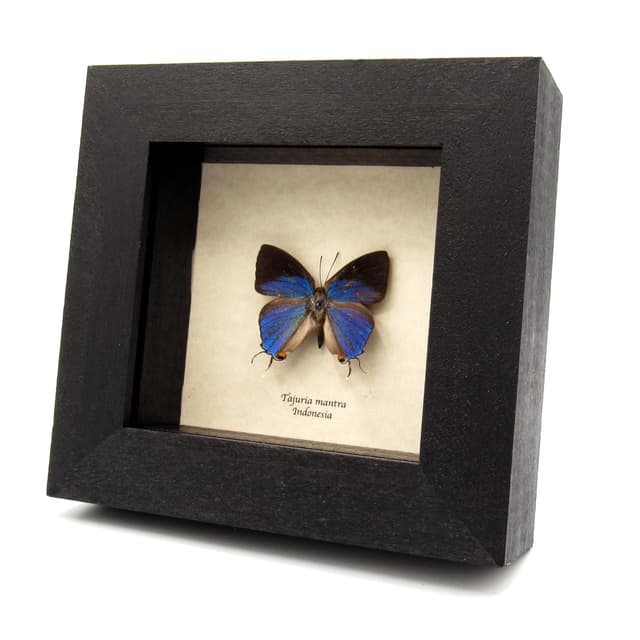 Real Felders Royal blue butterfly framed taxidermy - Tajuria mantra