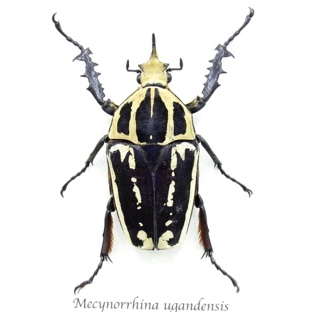 Rare large purple Scarab beetle framed taxidermy - Mecynorrhina ugandensis