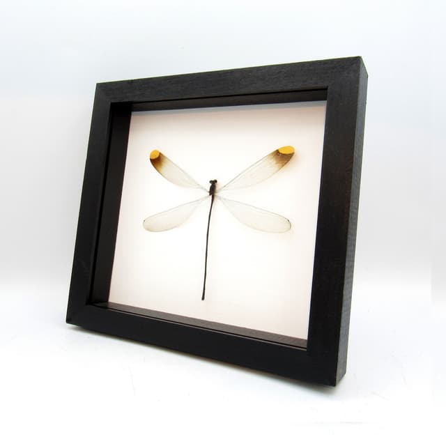 Real Giant Dragonfly framed taxidermy - Microstigma rotundatum
