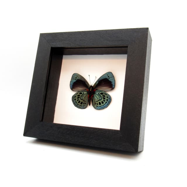 Real metallic Leprieur's glory butterfly framed taxidermy - Asterope leprieuri