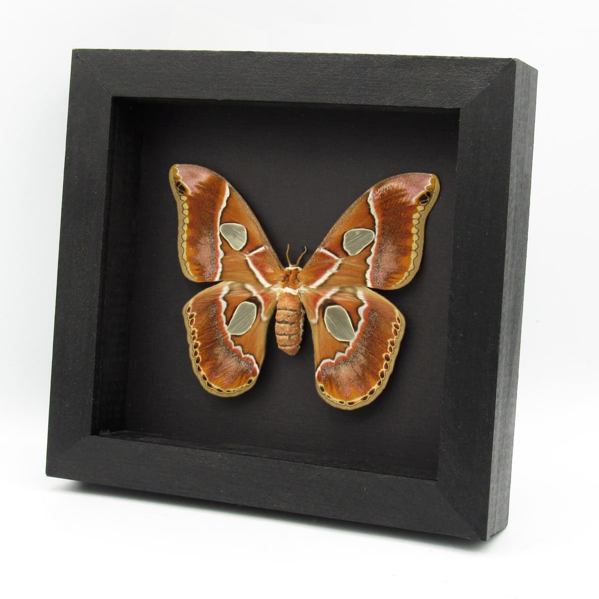 Real Saturn moth framed taxidermy - Rothschildia lebeau forbesi - large female