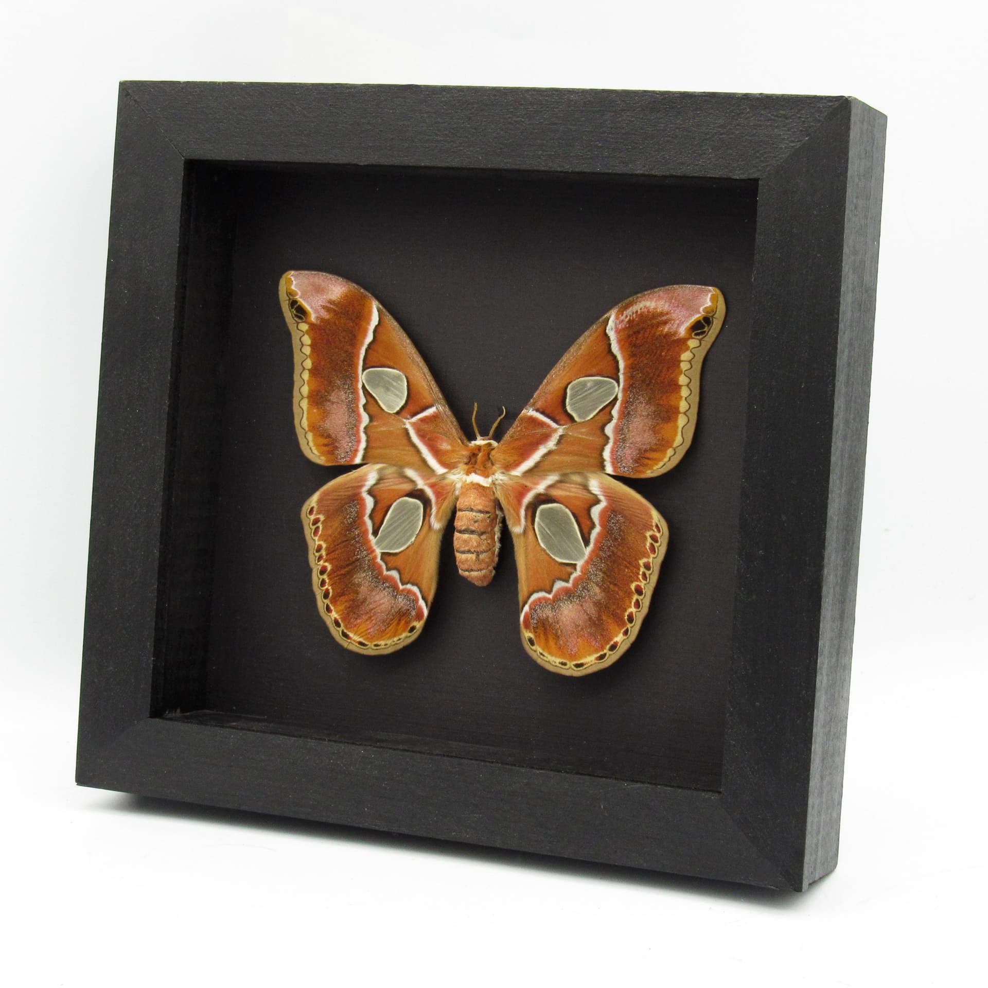 Real Saturn moth framed taxidermy - Rothschildia lebeau forbesi - large female